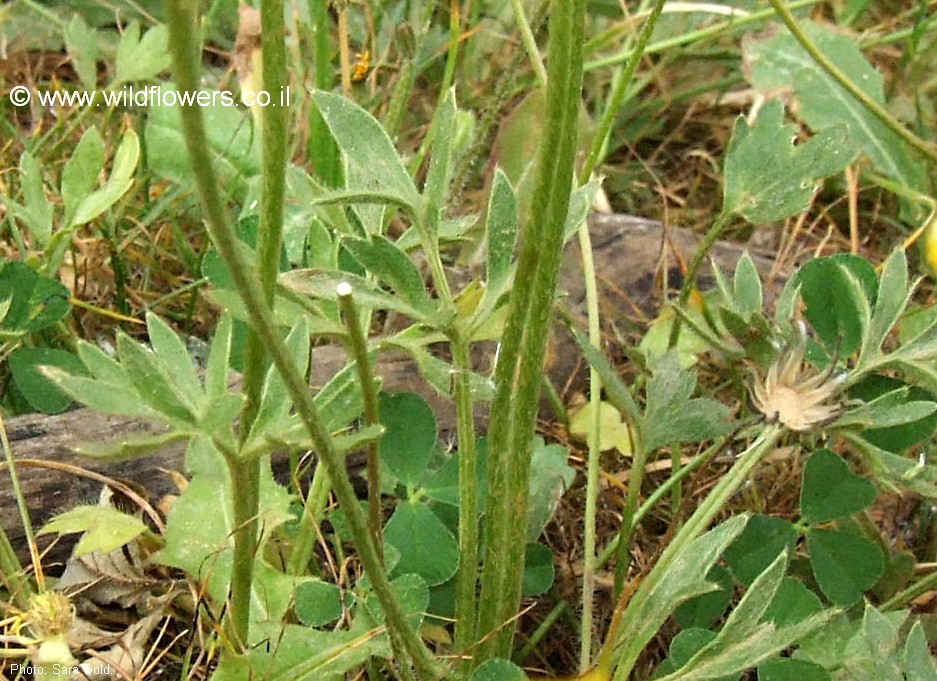 Ranunculus cuneilaminatus